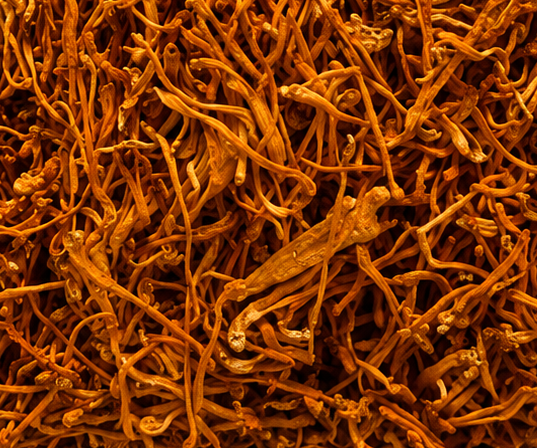 dried cordyceps (1) Cordyceps Militaris Dried Fruiting Bodies- 30gm